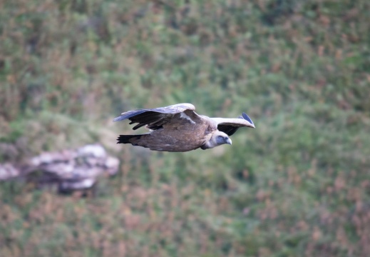 Vautour fauve
