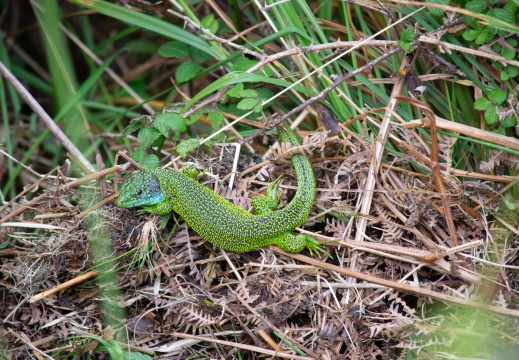 Lézard vert occidental ou Lézard à deux raies