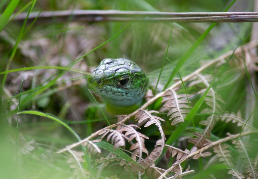 Lézard vert occidental ou Lézard à deux raies