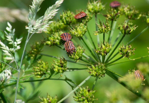 Punaises arlequins ou Graphosome rayé