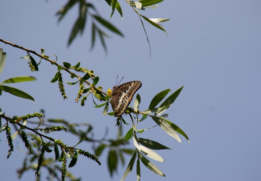 Nymphale de l'arbousier