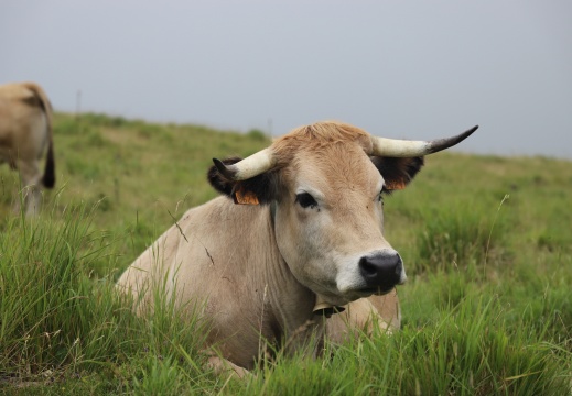 Vache dans le massif des Arbailles